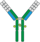 Structure of immunoglobulin G (IgG), composed of 2 heavy chains and 2 light chains